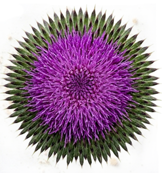 Close-up of a purple flower with green leaves on a white background